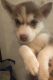 Alaskan Husky Puppies for sale in Plainfield, IL, USA. price: NA