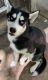 Alaskan Husky Puppies for sale in Thayer, MO 65791, USA. price: $800