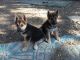 Alaskan Husky Puppies