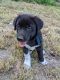 Alaskan Husky Puppies for sale in Seymour, MO 65746, USA. price: $500