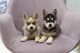 Alaskan Klee Kai Puppies for sale in Dallas, TX, USA. price: $550