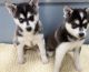 Alaskan Klee Kai Puppies for sale in Dallas, TX, USA. price: $600