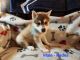 Alaskan Klee Kai Puppies for sale in Katy, TX 77493, USA. price: $1,000