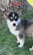 Alaskan Klee Kai Puppies for sale in Shakopee, MN 55372, USA. price: $1,000