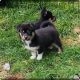 Alaskan Klee Kai Puppies for sale in Richmond, CA, USA. price: $900