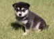 Alaskan Klee Kai Puppies for sale in San Antonio, Texas. price: $400