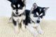 Alaskan Klee Kai Puppies for sale in Houston, Texas. price: $600