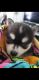 Alaskan Klee Kai Puppies for sale in Bangor, Maine. price: NA
