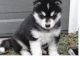 Alaskan Klee Kai Puppies for sale in Pittsburgh, PA, USA. price: NA