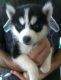Alaskan Klee Kai Puppies for sale in Amarillo, TX, USA. price: NA
