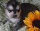 Female Puppy Alaska Klee Clai xxx) xxx-xxx0