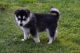 Alaskan Klee Kai Puppies for sale in Pittsburgh, PA, USA. price: NA