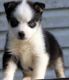 Alaskan Klee Kai Puppies for sale in Dallas, TX, USA. price: $350