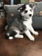 Alaskan Klee Kai Puppies for sale in Dallas, TX, USA. price: $400