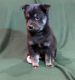 Alaskan Klee Kai Puppies for sale in Savage, MN 55378, USA. price: NA