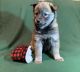 Alaskan Klee Kai Puppies for sale in Savage, MN 55378, USA. price: NA