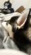 Alaskan Klee Kai Puppies for sale in Dallas, TX, USA. price: $6,900
