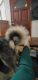 Alaskan Malamute Puppies for sale in Everett, WA, USA. price: $1,500