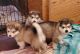 Alaskan Malamute Puppies for sale in Charlotte, NC, USA. price: $1,800