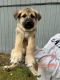 Alaskan Malamute Puppies for sale in Tacoma, WA, USA. price: $750