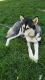 Alaskan Malamute Puppies for sale in Cedar City, UT 84721, USA. price: $150