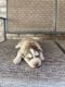 Alaskan Malamute Puppies for sale in Vacaville, CA 95688, USA. price: $1,200