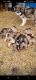 Alaskan Malamute Puppies for sale in Cass City, MI 48726, USA. price: $850