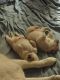 Alaskan Malamute Puppies for sale in Wenatchee, WA 98801, USA. price: $350