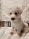 Alaskan Malamute Puppies for sale in Pueblo West, CO, USA. price: $300
