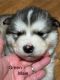 Alaskan Malamute Puppies for sale in Winston Salem, North Carolina. price: $800