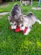 Alaskan Malamute Puppies for sale in San Antonio, Texas. price: $400