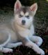 Alaskan Malamute Puppies for sale in Provo, UT, USA. price: $500