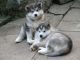 Alaskan Malamute Puppies for sale in Austin, TX, USA. price: NA