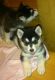 Alaskan Malamute Puppies for sale in Colorado Blvd, Denver, CO, USA. price: NA
