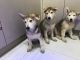 Alaskan Malamute Puppies for sale in Southfield, MI, USA. price: NA