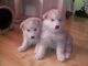 Alaskan Malamute Puppies for sale in Florence St, Denver, CO, USA. price: NA