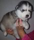 Alaskan Malamute Puppies for sale in Wolcottville, IN 46795, USA. price: NA