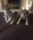 Alaskan Malamute Puppies for sale in I-35, Austin, TX, USA. price: NA