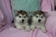 Alaskan Malamute Puppies