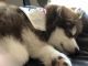 Alaskan Malamute Puppies for sale in Southport, NC 28461, USA. price: $500