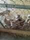Alaskan Malamute Puppies for sale in Gainesville, GA, USA. price: NA