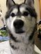 Alaskan Malamute Puppies for sale in Keyes, CA 95328, USA. price: NA