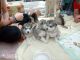 Beaitiful malamute puppies for sale