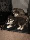 Alaskan Malamute Puppies for sale in Lafayette, IN, USA. price: NA