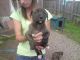 Alaunt Puppies for sale in New York, NY, USA. price: NA