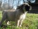 Alaunt Puppies for sale in New York, NY, USA. price: NA