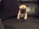 Alaunt Puppies for sale in Saginaw, MI, USA. price: NA