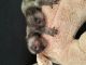 Alaunt Puppies for sale in Baton Rouge, LA, USA. price: NA