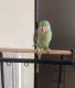 Alexandrine parakeet Birds for sale in Carlsbad, CA, USA. price: $350