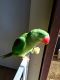 Alexandrine parakeet Birds for sale in Laguna Hills, CA, USA. price: $950